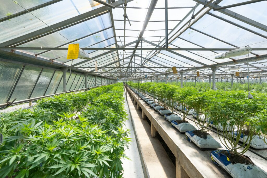 grow medical marijuanas in michigan