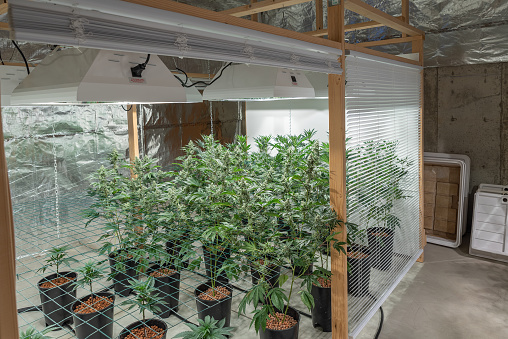 greenhouse with marijuana