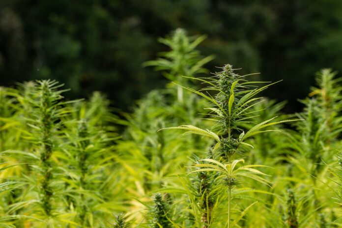 Tall Marijuana Plant